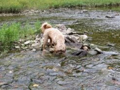 Sazzi Digit -Vasque Store IMG 0159