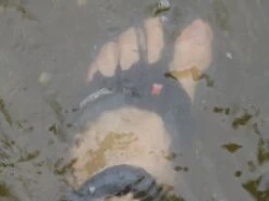 Sazzi Digit -Vasque Store IMG 0162